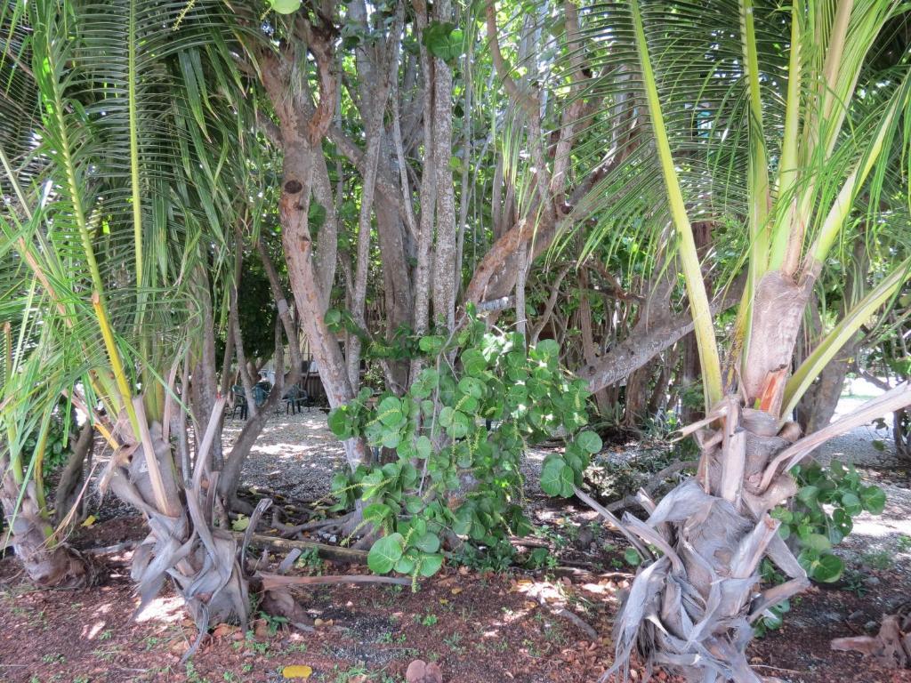 Motel Ed & Ellen'S Lodgings Key Largo Exterior foto