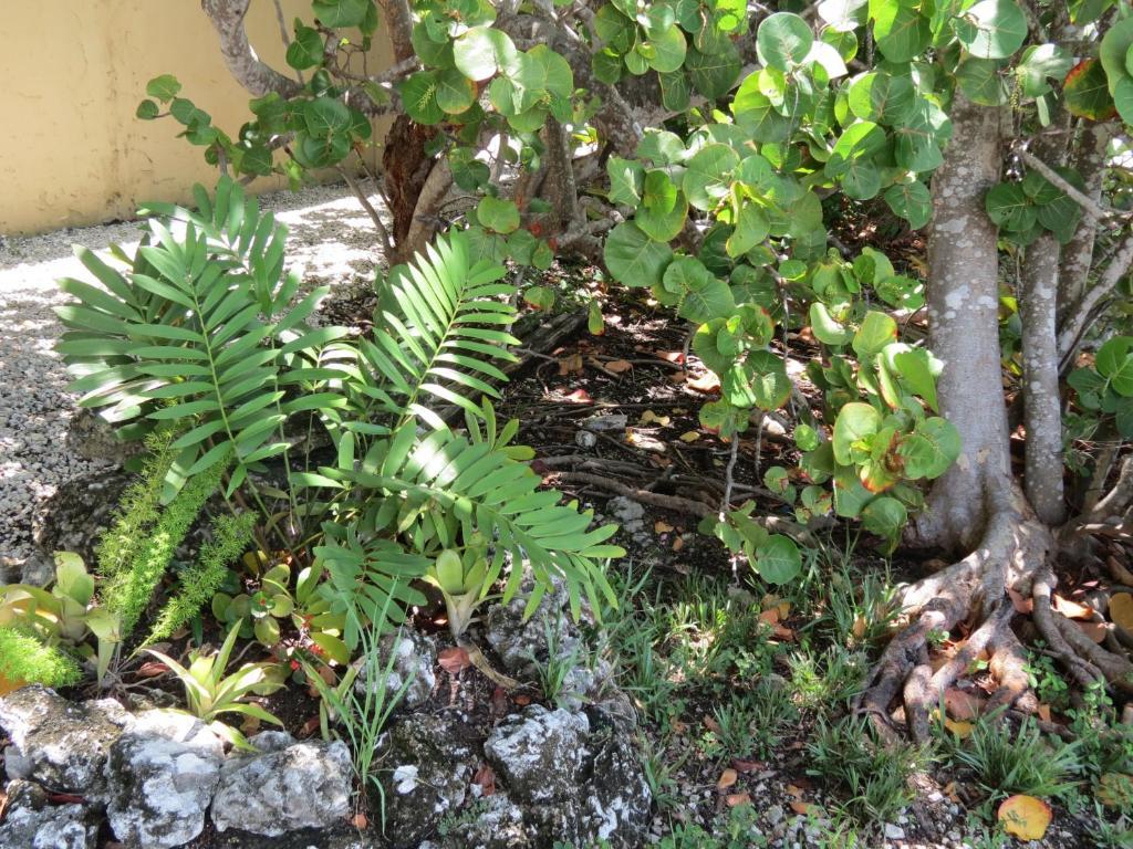 Motel Ed & Ellen'S Lodgings Key Largo Exterior foto